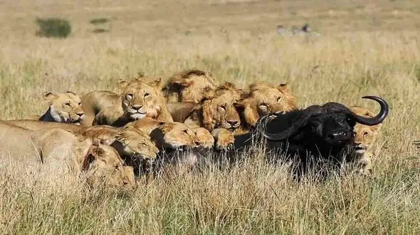 پرش گاومیش از بالای سر 2 شیر + فیلم