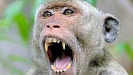 فیلم تلاش  تلخ میمون برای نجات فرزندش از دهان سوسمار ! / شوکه می شوید