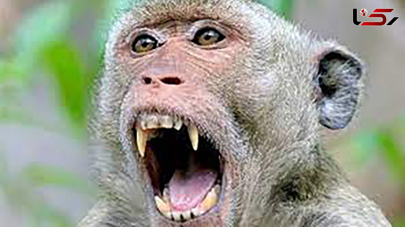 فیلم تلاش  تلخ میمون برای نجات فرزندش از دهان سوسمار ! / شوکه می شوید
