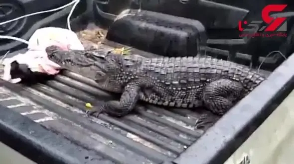 حمله  وحشتناک کروکودیل به خانه یک مرد + فیلم