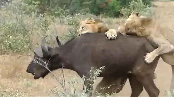 فرار معجزه آسای بوفالو خوش شانس از چنگال شیرهای درنده + فیلم