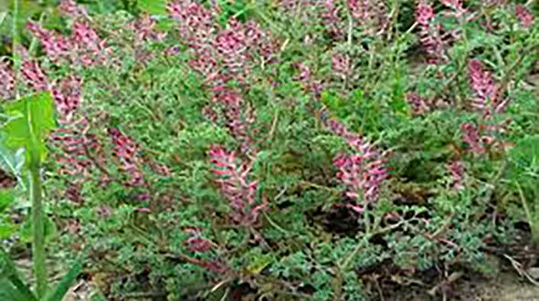 عرق شاتره چشم شما را عقاب می کند