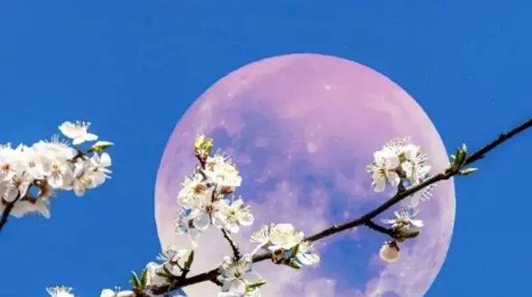 ماه توت‌ فرنگی در 20 و 21 خرداد؛ دانستنی‌ های جالب درباره این رخداد