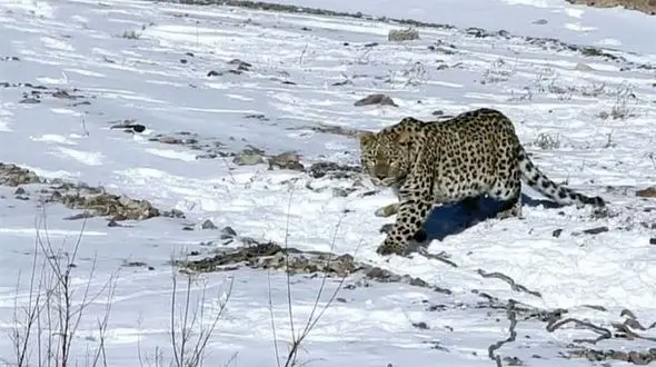 رهاسازی پلنگ ایرانی در شهمیرزاد