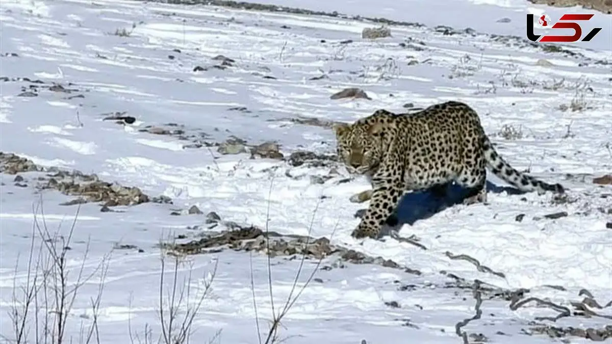 رهاسازی پلنگ ایرانی در شهمیرزاد