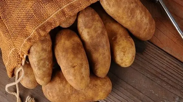 سیب زمینی گران می شود
