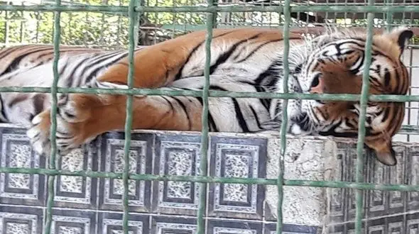 کشف ۴ جمجمه ببر و ۲ تخته پوست در باغ وحش مشهد ! سن ببر‌ها "جوان" است