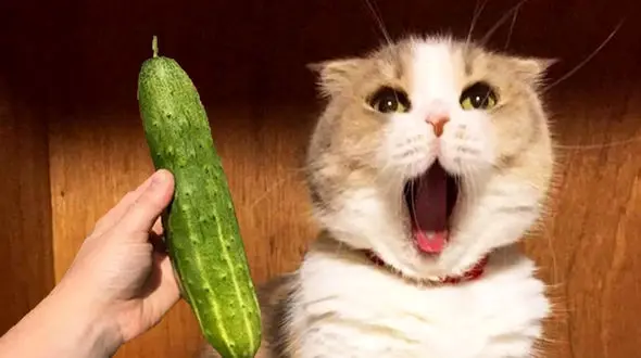 واکنش گربه در مواجهه با خیار + فیلم