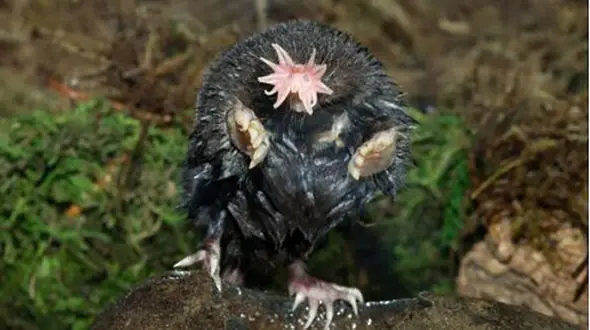 متفاوت ترین حیوانات چه شکلی هستند؟ + عکس