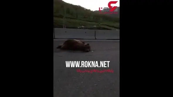 تصادف هولناک خودرو با یک خرس در جاده سرپل +فیلم 
