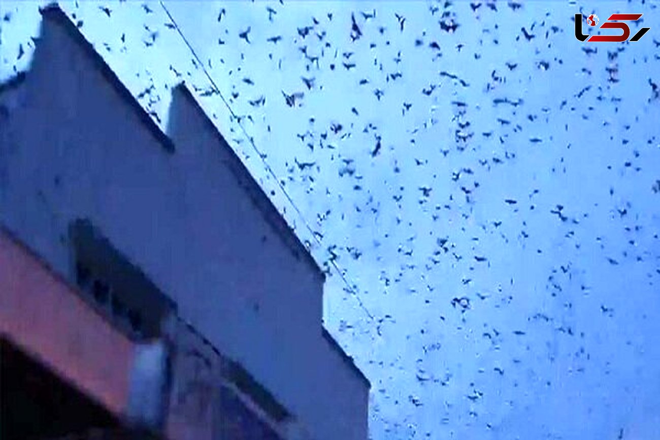 آسمان استرالیا با حمله خفاش ها سیاه شد + تصاویر