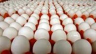 توقیف تخم مرغ های فاقد مجوز در "ملکان"