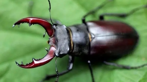 گران قیمت ترین حیوانات دنیا/این سوسک ده هزار دلار ارزش دارد+تصاویر