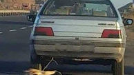 این سگ آزاری در نصیرشهر وحشتناک بود ! + عکس
