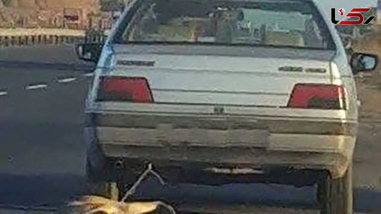 این سگ آزاری در نصیرشهر وحشتناک بود ! + عکس