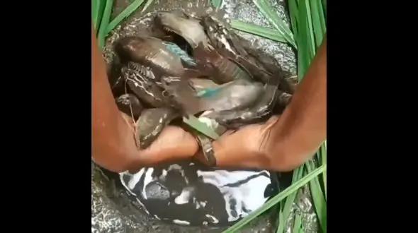 راز درون این چاله چیست؟ / فیلم