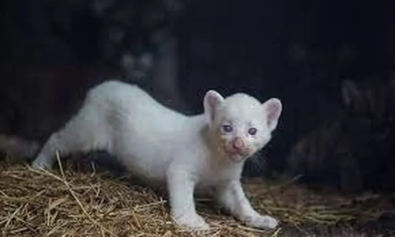 توله شیر کوهی