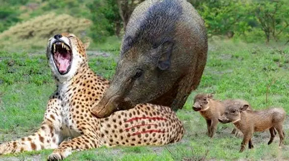 فیلم مستند راز بقا / قدرت گراز از یوزپلنگ بیشتر است ! / ببینید و باور کنید !