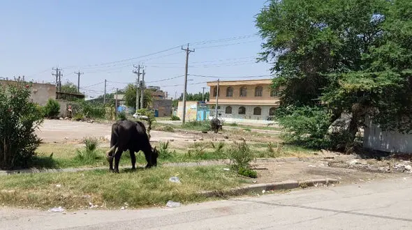 جولان گاومیش ها در خیابان های آبادان + عکس