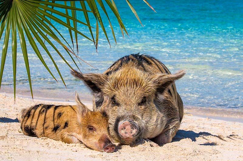 PAY-beachbum-pigs