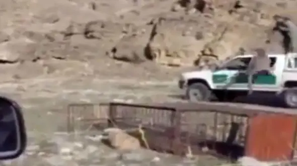 فیلم لحظه حمله یوزپلنگ به یک محیط بان + عکس