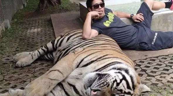 یک کشتارگاه دیگر ببر پیدا شد + تصاویر و فیلم