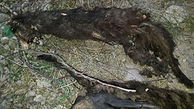 حیوانات حلق آویز شده در مشگین شهر از خانواده سگ سانان بودند