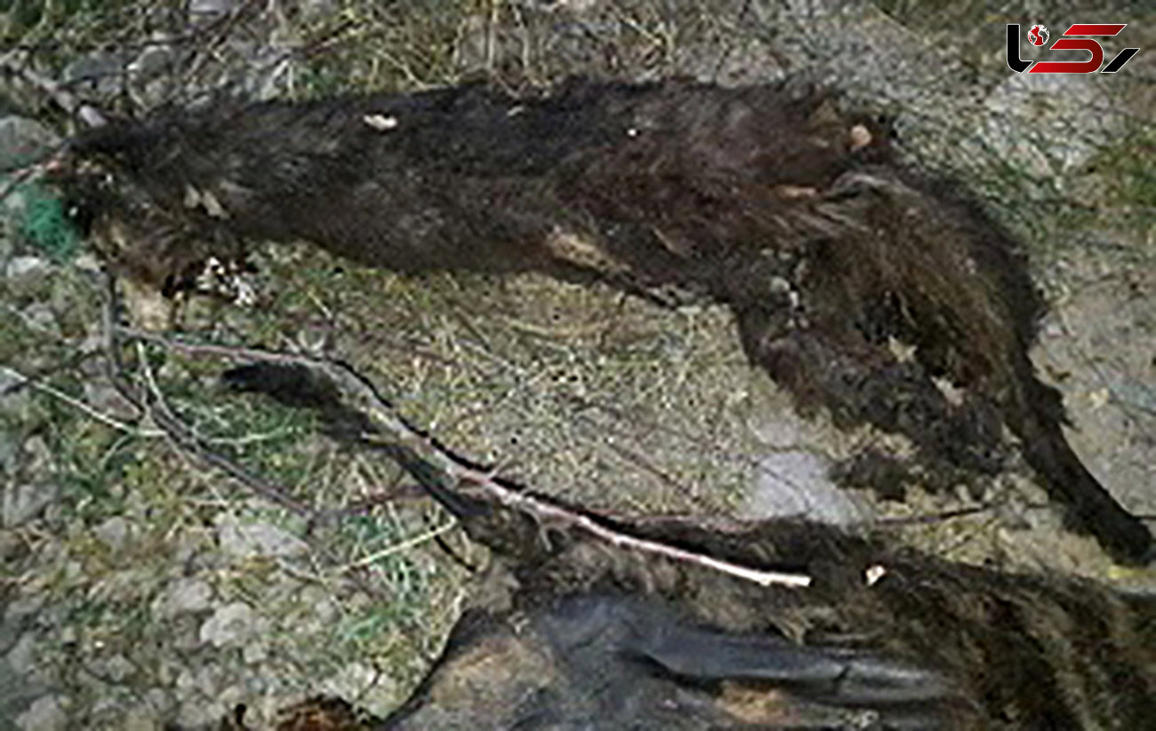 حیوانات حلق آویز شده در مشگین شهر از خانواده سگ سانان بودند