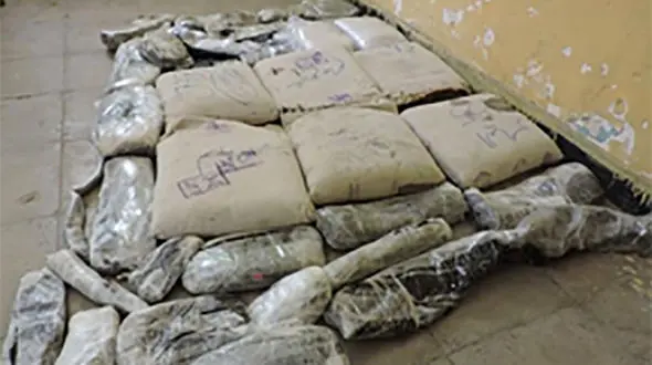 گاوداری انبار 300 کیلو تریاک شده بود+عکس