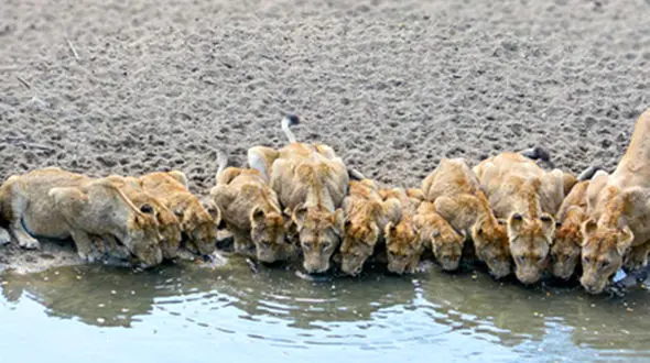 عکسی زیبا از یک گله شیر تشنه‌ 