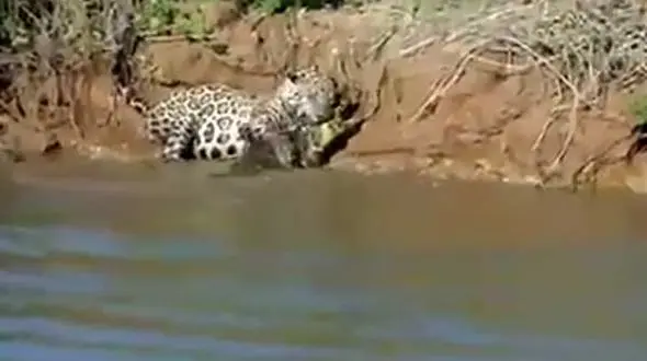 پرش بلند برای شکار شکارچی + فیلم هیجان انگیز