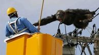 فرار دردسرساز شامپانزه به بالای تیر برق + فیلم