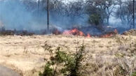 ۲۵۰۰ هکتار از جنگل‌های هاوایی در آتش سوخت