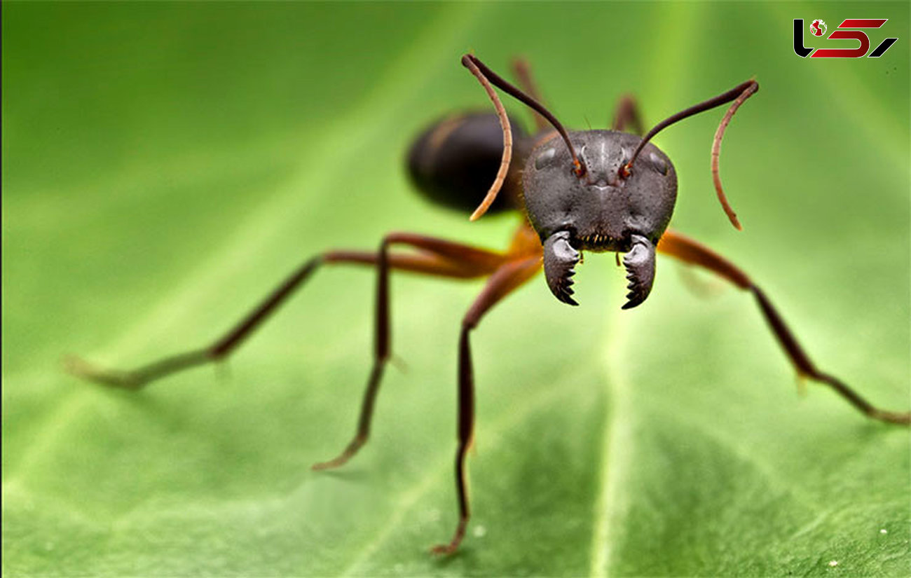مورچه عصبانی