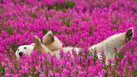 خرس قطبی در دشت گل!