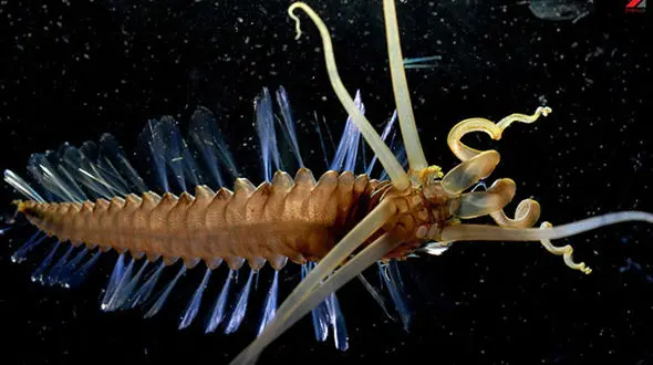 حیوانات عجیب و شگفت انگیز دنیای طبیعت