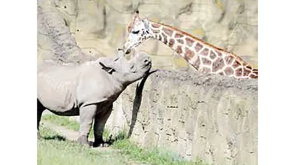 دوستی عجیب زرافه و کرگدن + عکس
