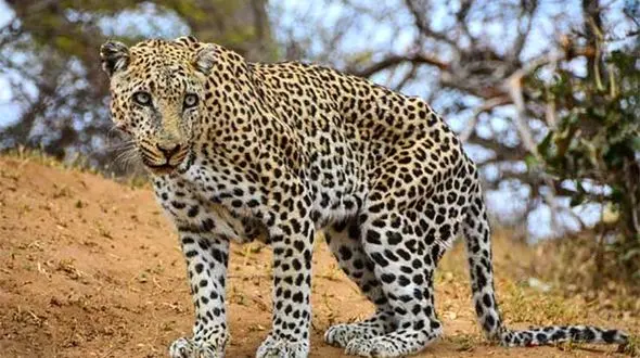 نجات پسر 6 ساله از چنگال پلنگ وحشی