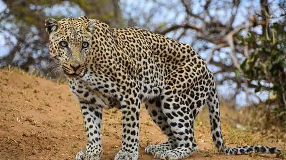 نجات پسر 6 ساله از چنگال پلنگ وحشی
