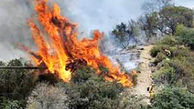 پارک جنگلی عامری شهرستان دیلم در استان بوشهر دچار آتش سوزی شد