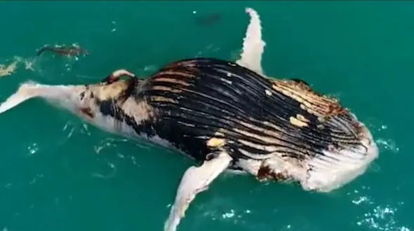 فیلم هجوم همزمان کوسه‌ها و تمساح‌ها بهیک نهنگ ! /  ببینید کدام برنده شدند !