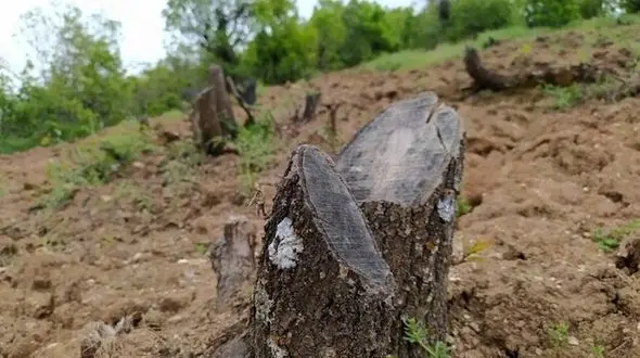 20 جوان با چاقو سلاخی شدند / در بانه رخ داد