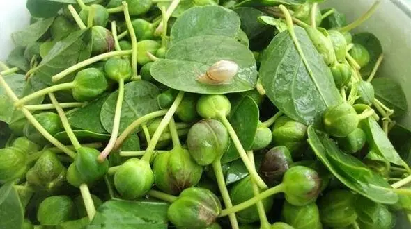 درمان سرطان با گیاهی عجیب و غریب