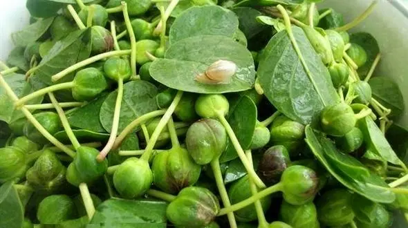 درمان سرطان با گیاهی عجیب و غریب