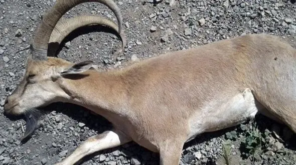 طاعون ۱۰۴ راس کل و بز وحشی در استان البرز را تلف کرد / سازمان دامپزشکی تایید کرد 