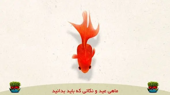 راز بهترین‭ ‬ماهی قرمز برای نوروز چیست؟ 