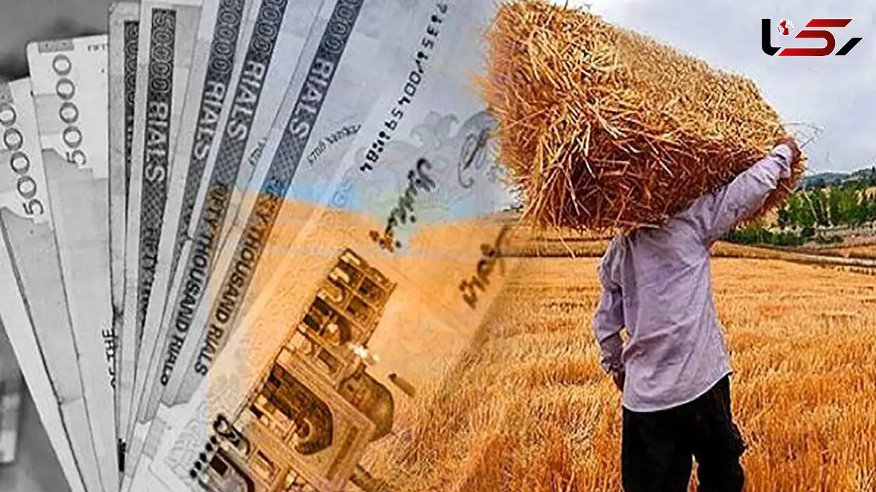 آخرین وضعیت تسویه مطالبات گندمکاران / زنگ خطر تغییر کشت به صدا درآمد!