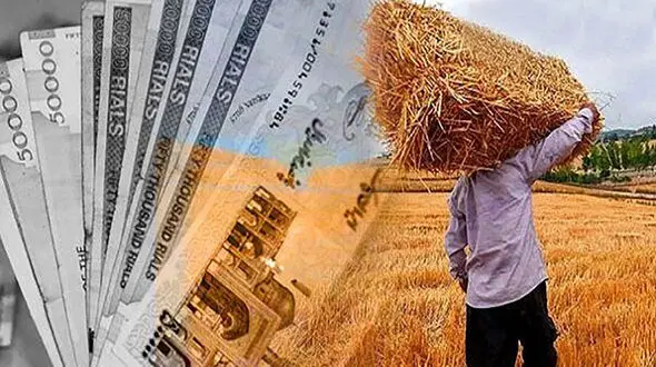 آخرین وضعیت تسویه مطالبات گندمکاران / زنگ خطر تغییر کشت به صدا درآمد!