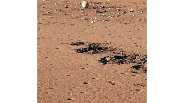 تلاش برای زنده ماندن پسر 9 ساله در باخرز / او در مرداب گرفتار شده بود