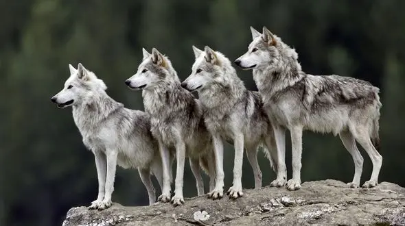 فیلم بی نظیر از 19 گرگ در آذربایجان ایران/ راننده تراکتور فرار کرد!